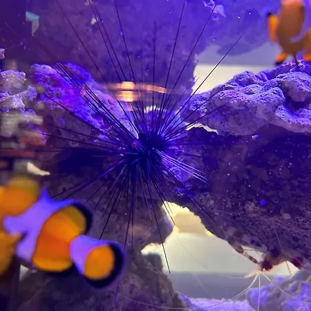 شاليه Le Grand Cerf Piscine Et